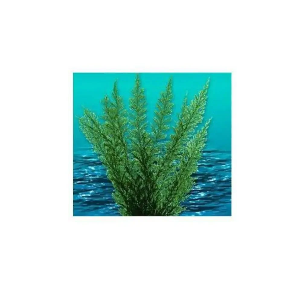 Nature's Image: Aquafern Medium, Freshwater 6